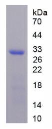 SDS-PAGE (SMO-2707H).jpg